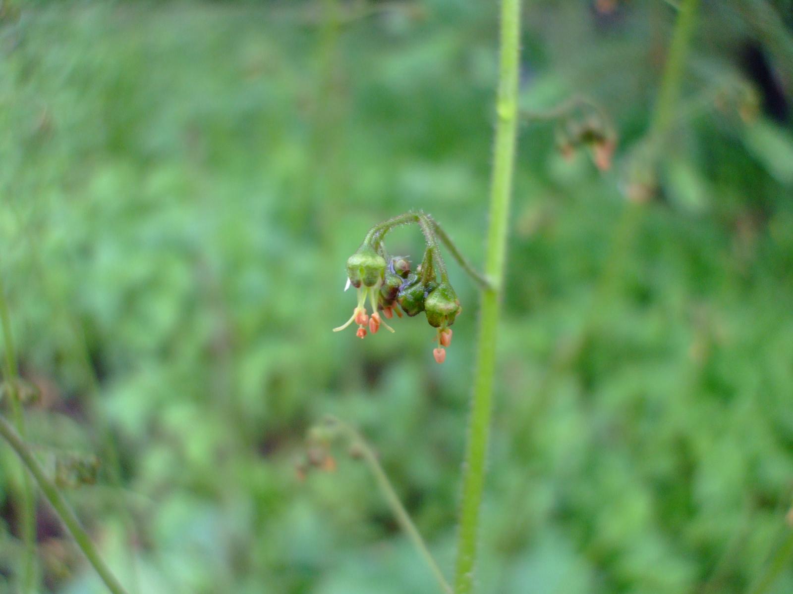 Heuchera americana
